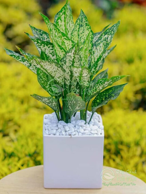 Bộ lá ngọc ngân rất bắt mắt