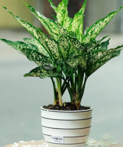 Ngọc ngân đem lại sự may mắn, thịnh vượng cho gia chủ