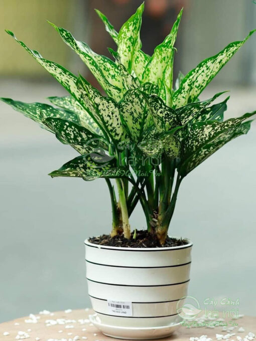 Ngọc ngân đem lại sự may mắn, thịnh vượng cho gia chủ