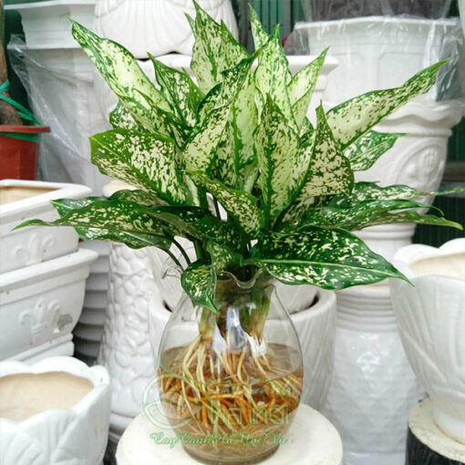 Ngọc ngân hay còn gọi là cây tình yêu