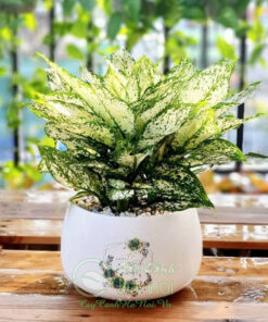 Ngọc ngân dùng để trang trí nội thất