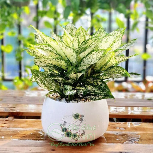 Ngọc ngân dùng để trang trí nội thất
