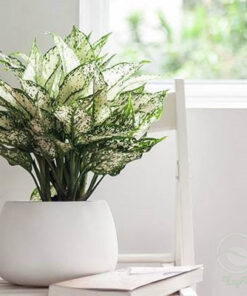 Ngọc ngân giúp giảm stress, giảm áp lực cho mắt