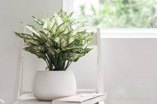 Ngọc ngân giúp giảm stress, giảm áp lực cho mắt