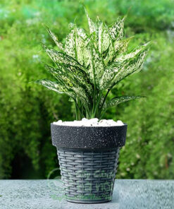 Cách trồng và chăm sóc cây ngọc ngân