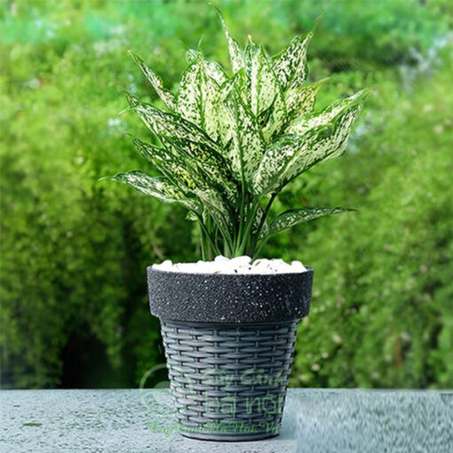 Cách trồng và chăm sóc cây ngọc ngân