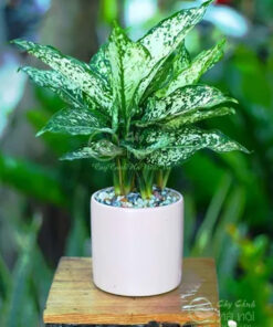 Trồng ngọc ngân đúng cách