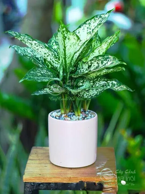 Trồng ngọc ngân đúng cách