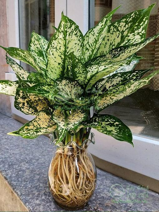 Cây ngọc ngân trồng trong nước