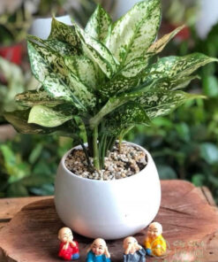 Nơi cung cấp cây ngọc ngân tại Hà Nội