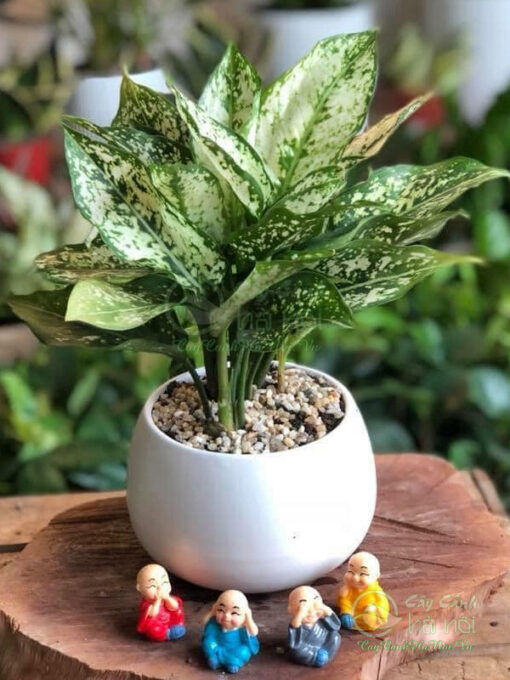 Nơi cung cấp cây ngọc ngân tại Hà Nội