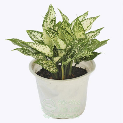 Ngọc ngân trồng chậu nhựa trắng