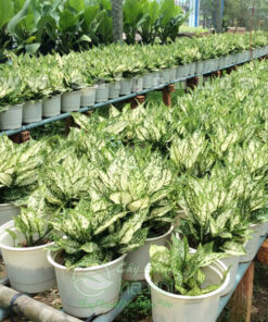 Cung cấp ngọc ngân số lượng lớn