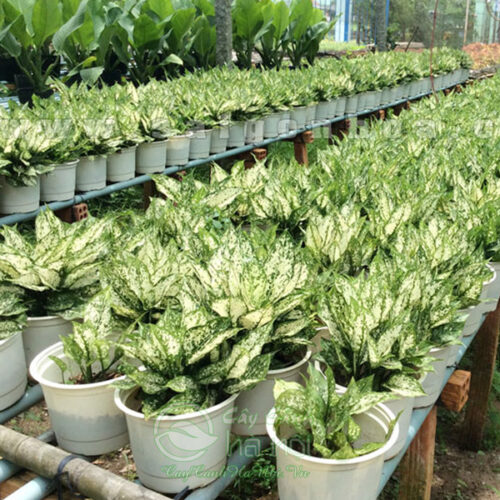 Cung cấp ngọc ngân số lượng lớn