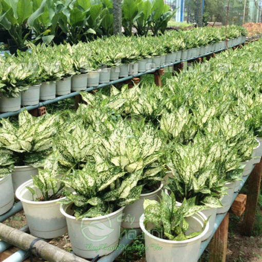 Cung cấp ngọc ngân số lượng lớn