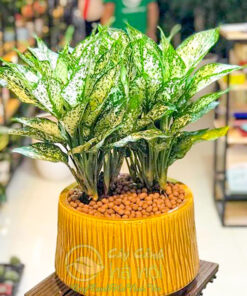 Ngọc ngân để bàn trưng nội thất