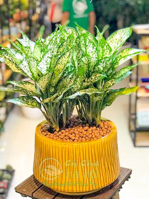 Ngọc ngân để bàn trưng nội thất