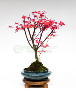 Phong lá đỏ để bàn đẹp