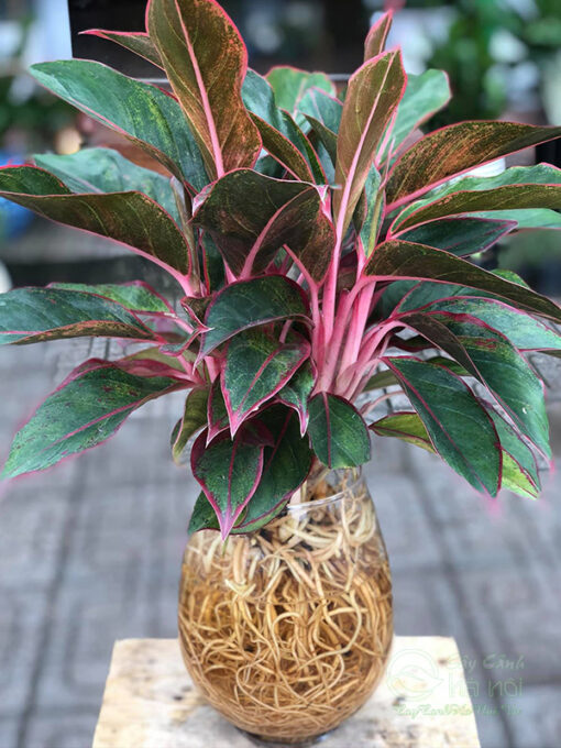 Ý nghĩa phong thủy cây phú quý