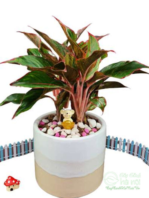 Cây phú quý tương sinh với mệnh Thổ