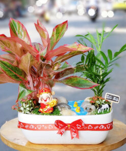 Cây phú quý tiểu cảnh trang trí bàn làm việc