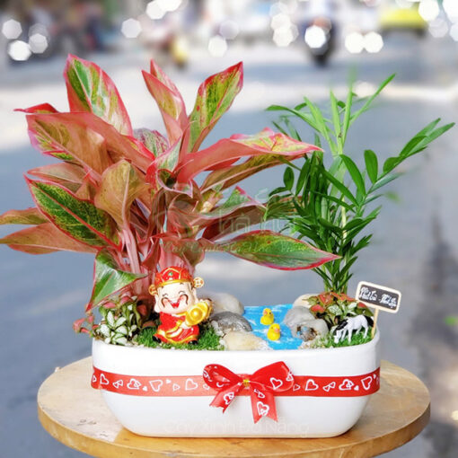 Cây phú quý tiểu cảnh trang trí bàn làm việc