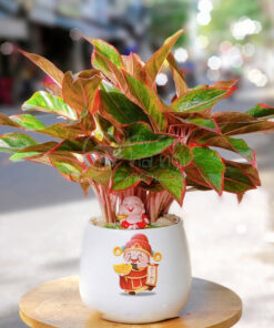 Cây phú quý thường đặc trên bàn làm việc