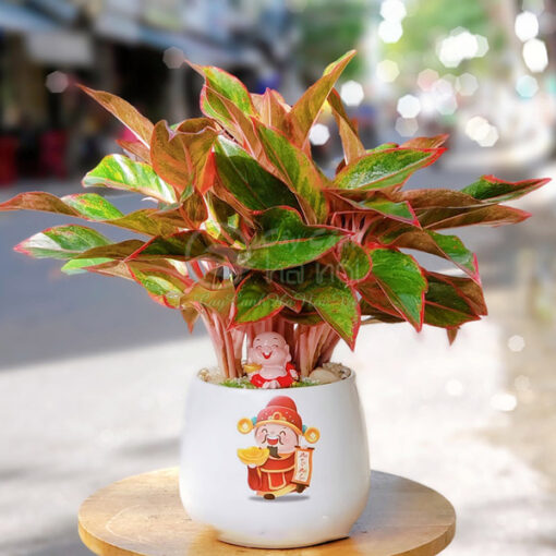 Cây phú quý thường đặc trên bàn làm việc