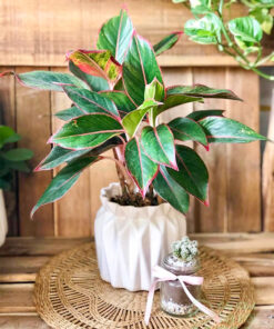Cây phú quý trùng chậu kiểu để bàn đẹp