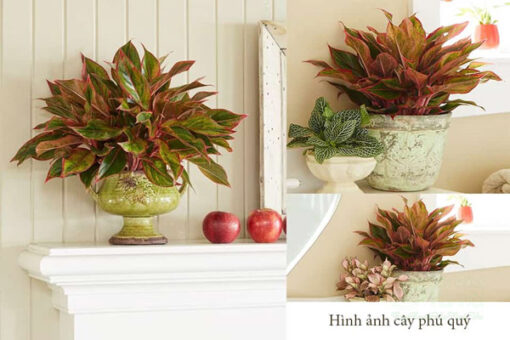Nhu cầu dinh dưỡng của cây