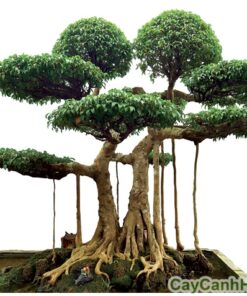cây Sanh