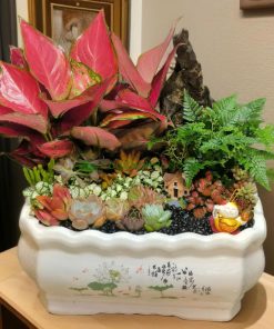 Chậu sen đá thích hợp để ở gần cửa ra vào, bệ cửa sổ... nhằm thu hút vận may và năng lượng tốt