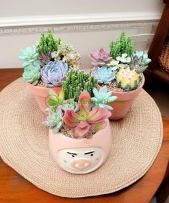 Một số mẫu sen đá đẹp tại Cây cảnh Hà Nội
