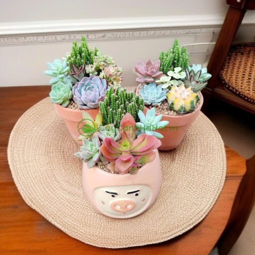 Một số mẫu sen đá đẹp tại Cây cảnh Hà Nội