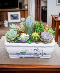 Lựa chọn đất, cây giống và chậu đúng cách để trồng sen đá đạt hiệu quả cao