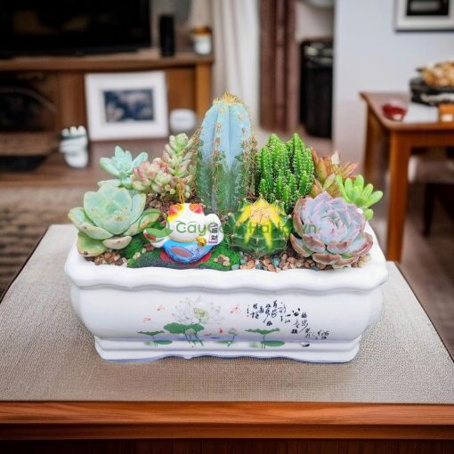 Lựa chọn đất, cây giống và chậu đúng cách để trồng sen đá đạt hiệu quả cao