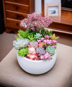 Tham khảo cách trồng sen đá trong chậu đơn giản, hiệu quả