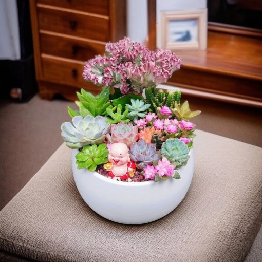 Tham khảo cách trồng sen đá trong chậu đơn giản, hiệu quả