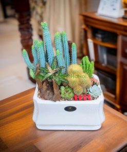 Chú ý một số điều kiện tự nhiên như ánh sáng, nước, đất, phân bón... trong quá trình trồng và chăm sóc sen đá phát triển