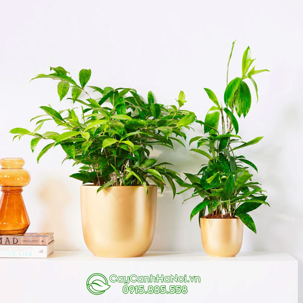 Mẫu cây trúc nhật trang trí phòng làm việc