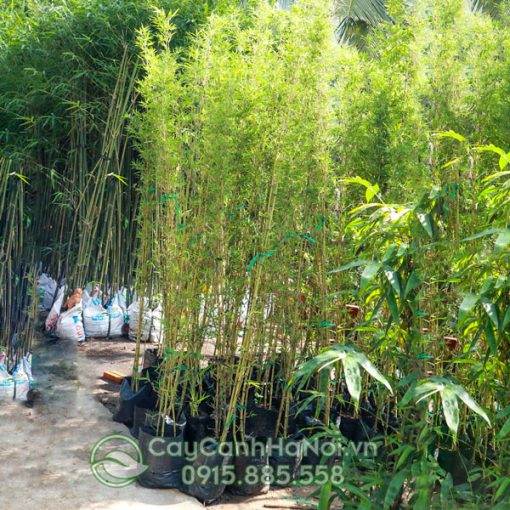 Nơi bán sỉ lẻ cây trúc quân tử số lượng lớn tại Hà Nội