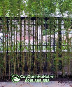 Cây trúc và người quân tử thể hiện qua ý nghĩa của trúc quân tử