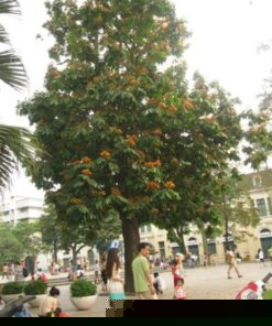 cây vàng anh