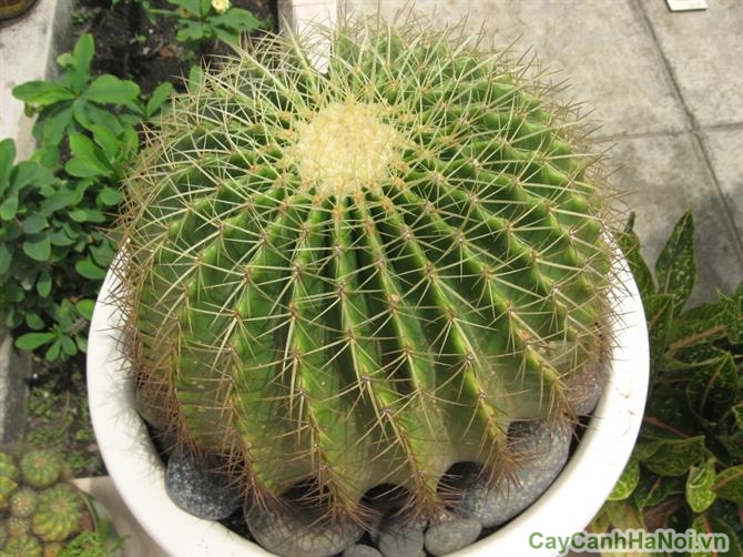 Thân cây tích trữ nước, giúp cây xương rồng cảnh tồn tại trong điều kiện khô hạn