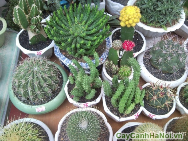 Cây xương rồng là biểu tượng của sự kiên định
