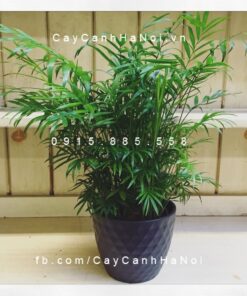 Cây Cau Tiểu Trâm