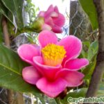 cây hoa hải đường