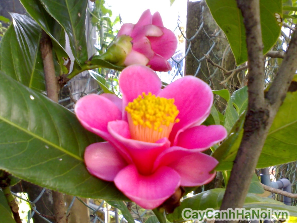 cây hoa hải đường