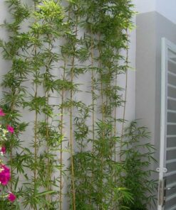 cây trúc quân tử