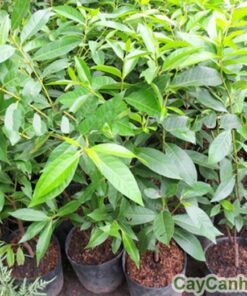cây vối